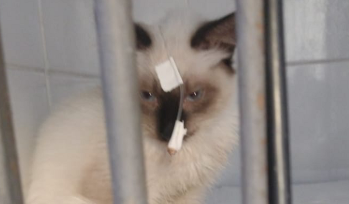 SOS Gatos de Francisca - PANLEUCOPENIA