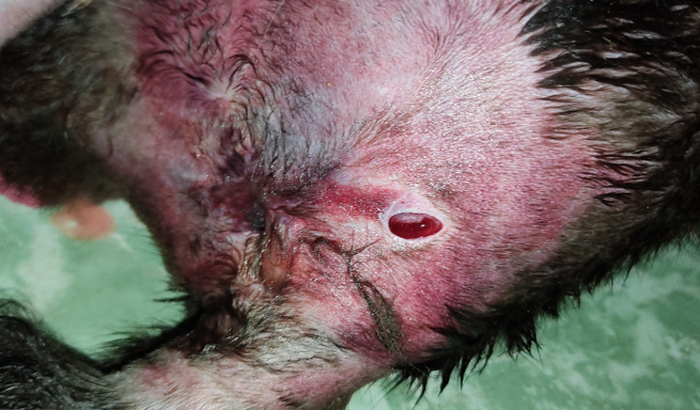 MEU GATO FOI ATROPELADO AJUDE A PAGAR OS EXAMES