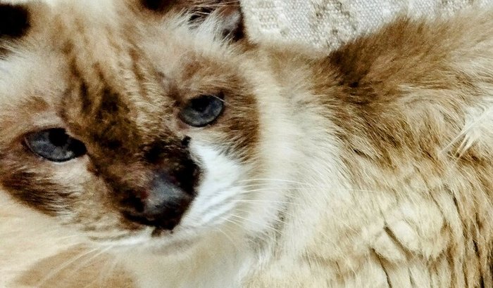 🚨🐱 URGENTE! AJUDE A GATINHA NELINHA A VENCER O TUMOR! 🐾💔