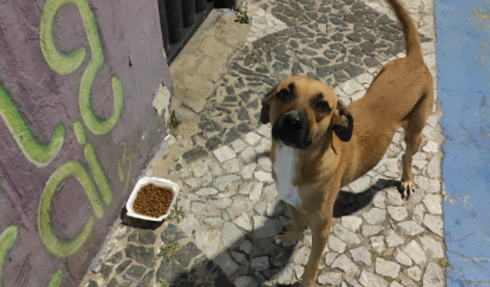 Um lar para Cris e Clarinho