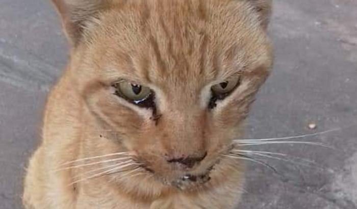 Para retirada de tumor no meu gatinho. 