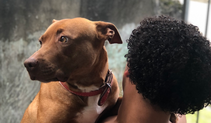 Piometra para minha cachorrinha.