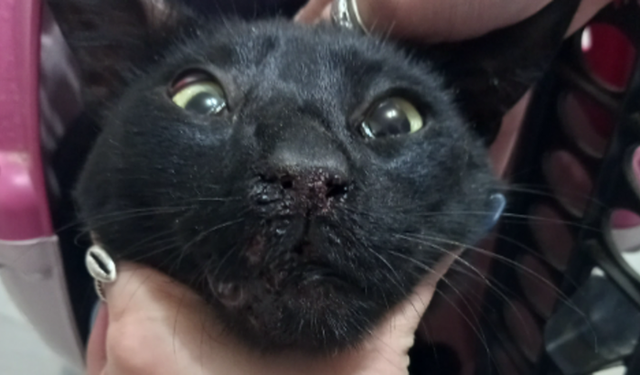 Ajude um Gatinho Atropelado