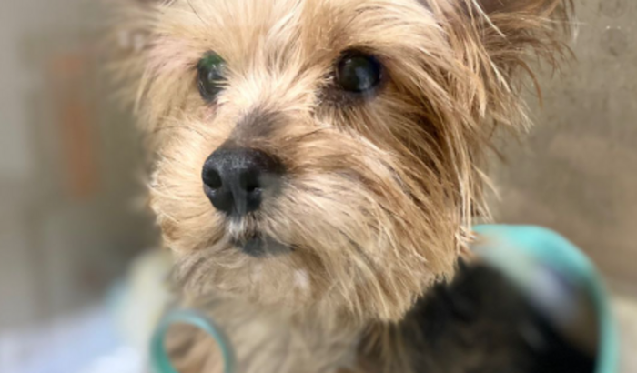 Ajude na cirurgia de emergência do JAKE