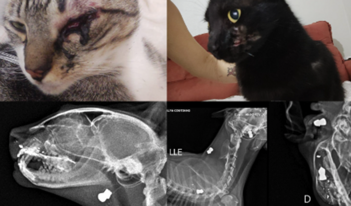 Ajuda para 3 gatos atingido por bala de chumbinho .