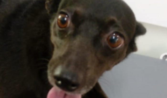 Cachorrinha Lua