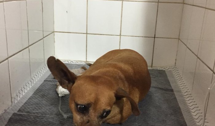 Cirurgia do Cão Boquinha