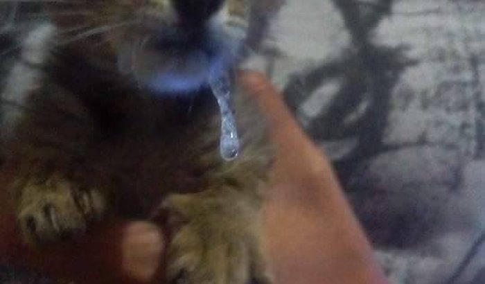 Ajudar Abrigo Cantinho de Amor aos gatos