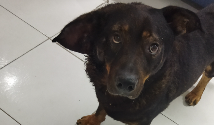 Consulta para um cachorro de rua machucado