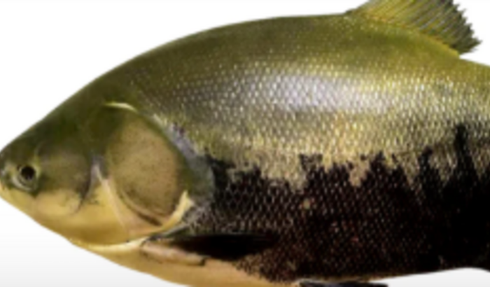 Soltar peixes no Rio Guaporé - Rondônia 