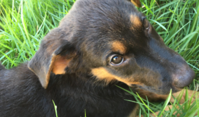 Parvovirose HANNA 🐕🦺