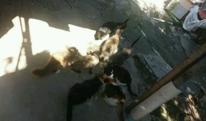 Ração para meus pets