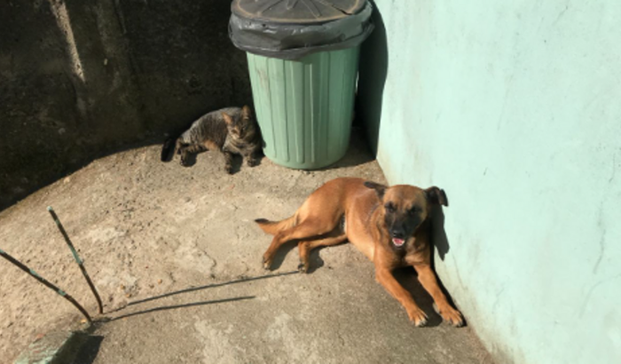 Cirurgia da Maria Joana