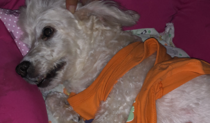 Laparotomia Exploratória- Ágatha necessita dessa cirurgia