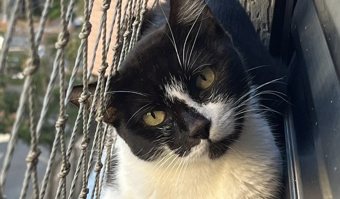 Ajuda para o tratamento da gatinha