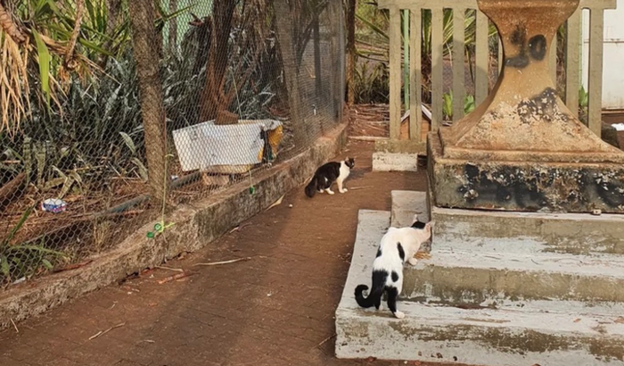 Vaquinha aos gatos doentes e abandonados do morro sao bento/rp