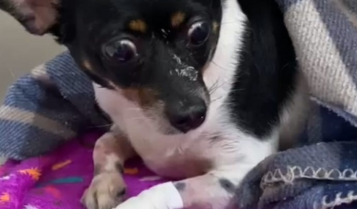 Pitchulinha precisa da sua ajudinha