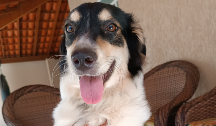 Ajude no tratamento da Jade🐶