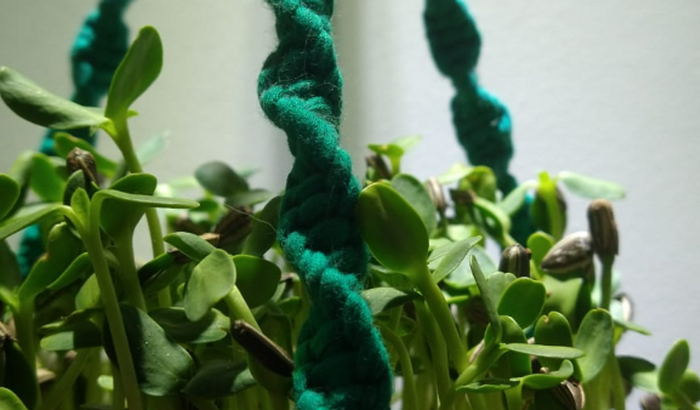 Apadrinhe a Feira da Comensalidade