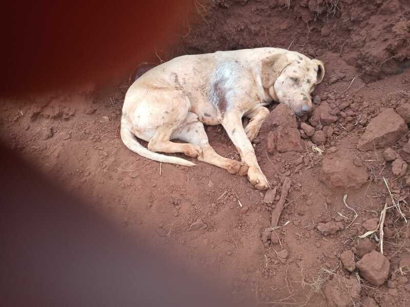 Cachorro atropelado 
