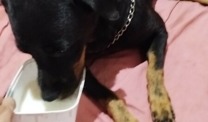 Ajuda para a Leona 