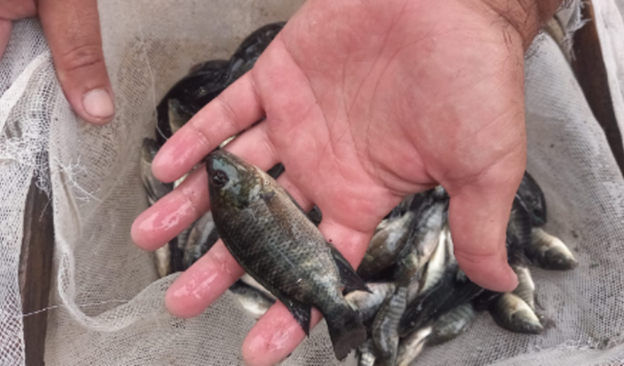 Criação de Tilápias Sistema Bioflocos 