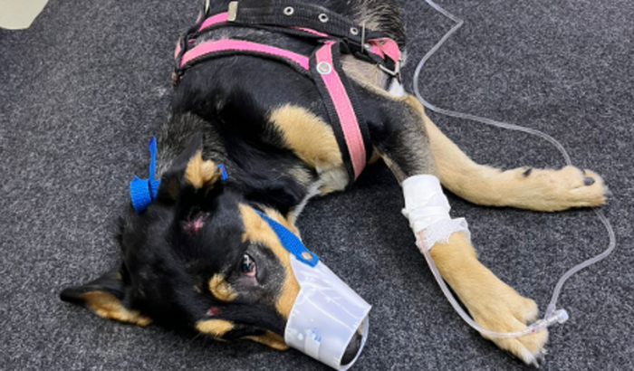 Cachorrinha Resgatada de atropelamento