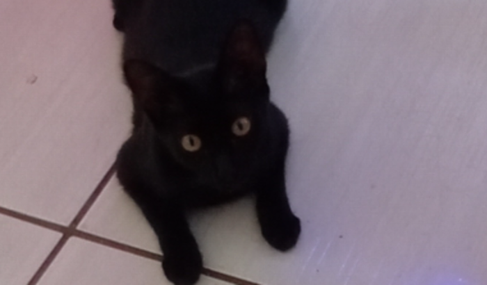 Ajude a Frida 🐈⬛