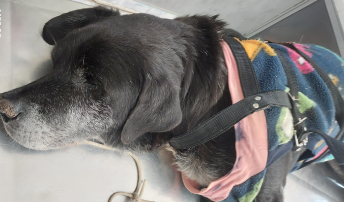 Cirurgia de câncer de próstata e câncer no baço