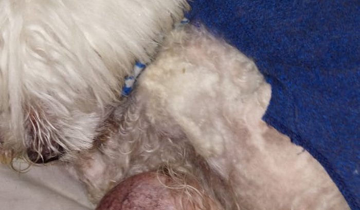 CACHORRO COM TUMOR ENORME URGENTE