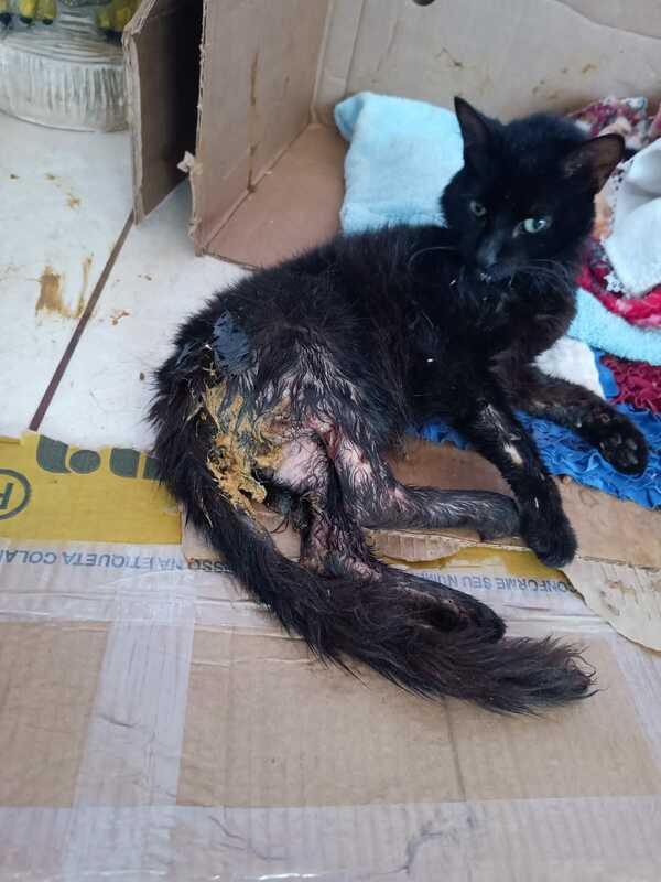 Gata mamãe e paraplégica 
