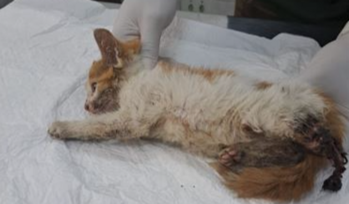 Ajuda para custear o tratamento da Mocinha