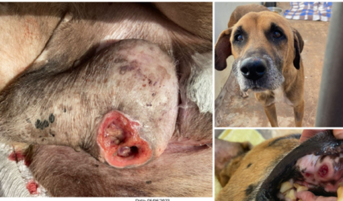 Quimioterapias para salvar a vida do Menininho