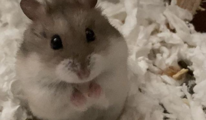 Me ajude a compra um hamster qualquer valor ajuda