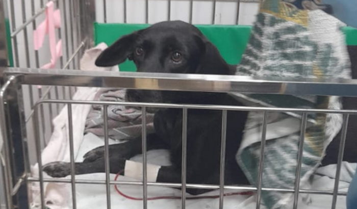 AJUDEM MINHA CADELINHA LUPITA