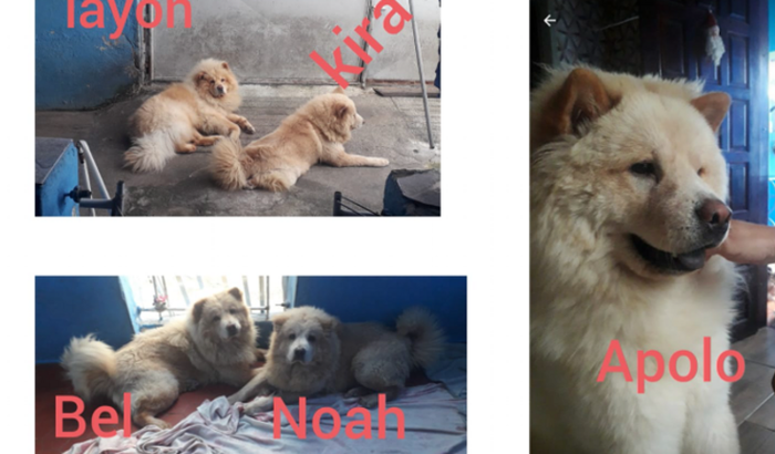 Ração  pra doação 