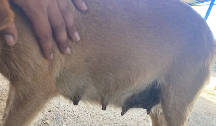 Cesária Canina de Emergência e Castração