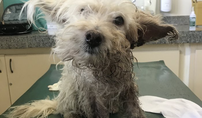 Custos resgate cãozinho BH