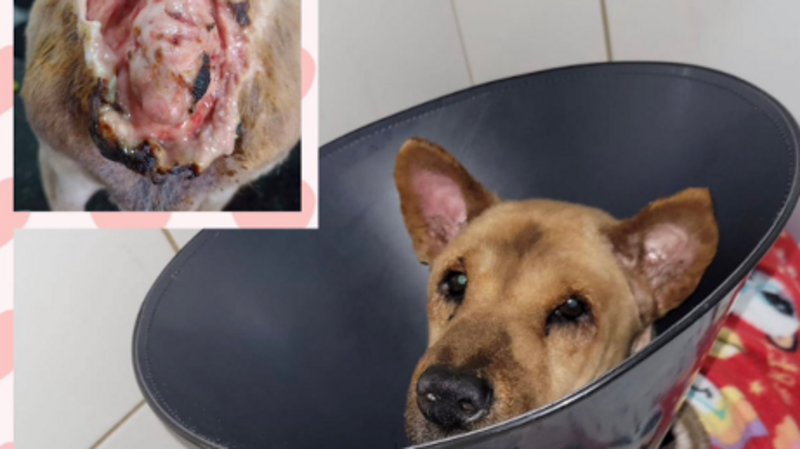 S.O.S Amor a quatro patas