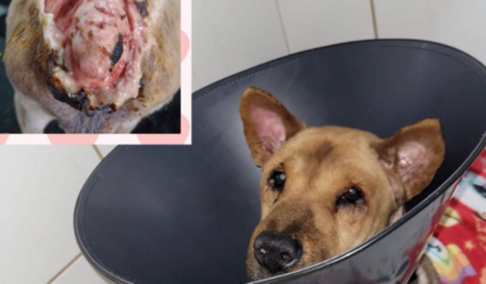 S.O.S Amor a quatro patas