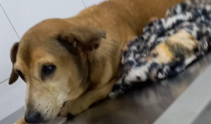 Todos  pela lilica.. envenenar  animais é crime 