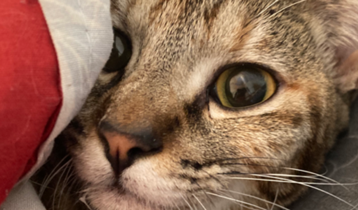 Ajudem minha gata