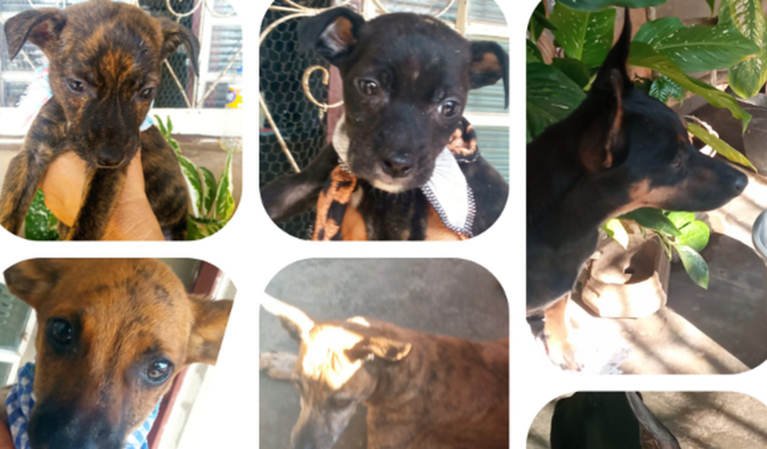 S.O.S. URGENTE para 10 cães