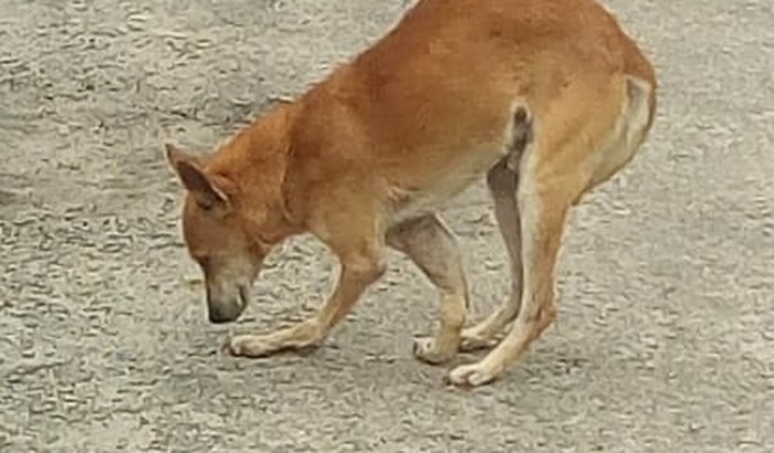 AJUDA PARA O GUERREIRO de PARACAMBI/RJ 🐕💙