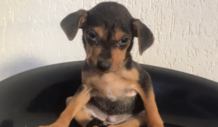 Ajude a Amora a ficar melhor🥺💔