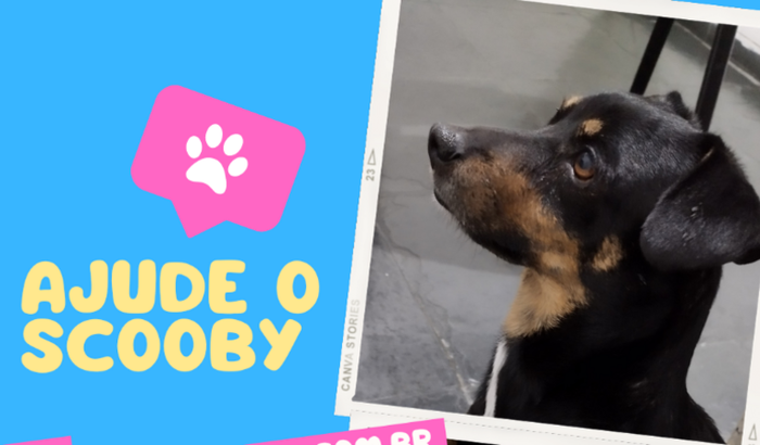 Ajude o Scooby