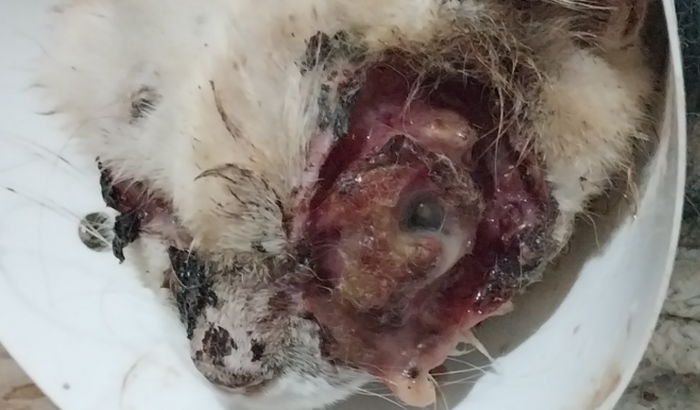 Ajuda p/ cuidar da Shakira