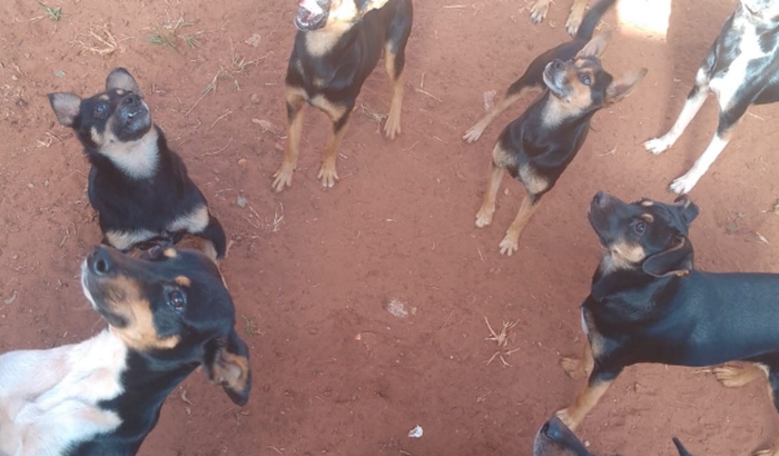 Ajuda Para Os Caninos <3
