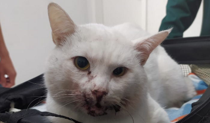 Gato Atropelado - Curitiba - Ajuda para arcar com as despesas.