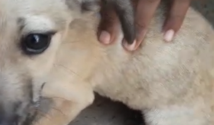 Castração e resgate de Cachorro